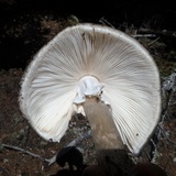 Amanita cylindrispora image