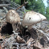 Amanita cylindrispora image