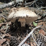 Amanita cylindrispora image