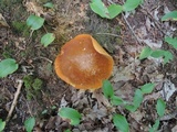 Xanthoconium affine image