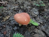 Xanthoconium purpureum image