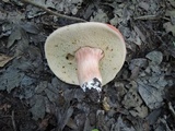 Xanthoconium purpureum image