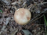 Xanthoconium purpureum image
