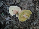 Xanthoconium purpureum image