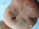Xanthoconium purpureum image