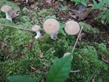 Boletus pallidus image