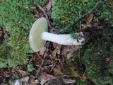 Boletus pallidus image