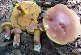 Lanmaoa pallidorosea image