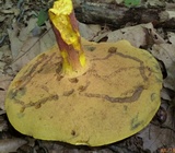 Lanmaoa pallidorosea image