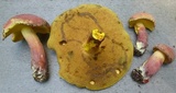 Lanmaoa pallidorosea image
