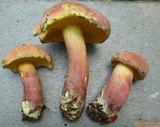Lanmaoa pallidorosea image