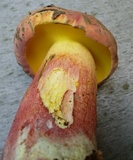 Lanmaoa pallidorosea image