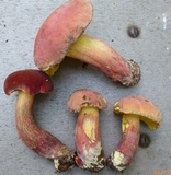 Lanmaoa pallidorosea image