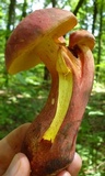 Lanmaoa pallidorosea image