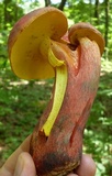 Lanmaoa pallidorosea image