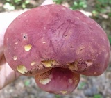 Lanmaoa pallidorosea image