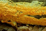 Steccherinum ochraceum image