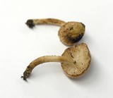 Neolentinus kauffmanii image