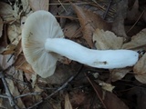 Russula paludosa image