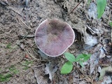 Russula mariae image