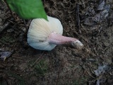 Russula mariae image