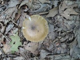Amanita xanthomitra image