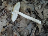 Amanita xanthomitra image