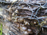 Mycena aprilis image