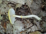 Amanita elongata image