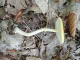 Amanita elongata image