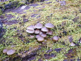 Mycena aprilis image