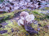 Mycena aprilis image