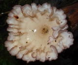 Cymatoderma caperatum image
