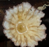 Cymatoderma caperatum image