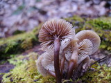 Mycena aprilis image