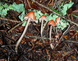 Atheniella adonis image