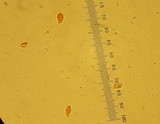 Atheniella adonis image