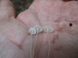 Hemimycena gracilis image