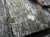 Hemimycena gracilis image