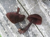 Inocybe tahquamenonensis image