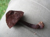 Inocybe tahquamenonensis image