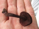 Inocybe tahquamenonensis image