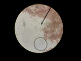 Inocybe tahquamenonensis image