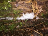 Ceratiomyxa fruticulosa var. fruticulosa image