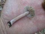 Inocybe albodisca image