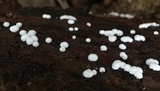 Ceratiomyxa fruticulosa var. fruticulosa image
