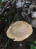 Boletus durhamensis image