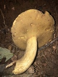 Boletus durhamensis image