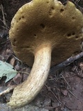 Boletus durhamensis image