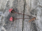 Marasmius pulcherripes image